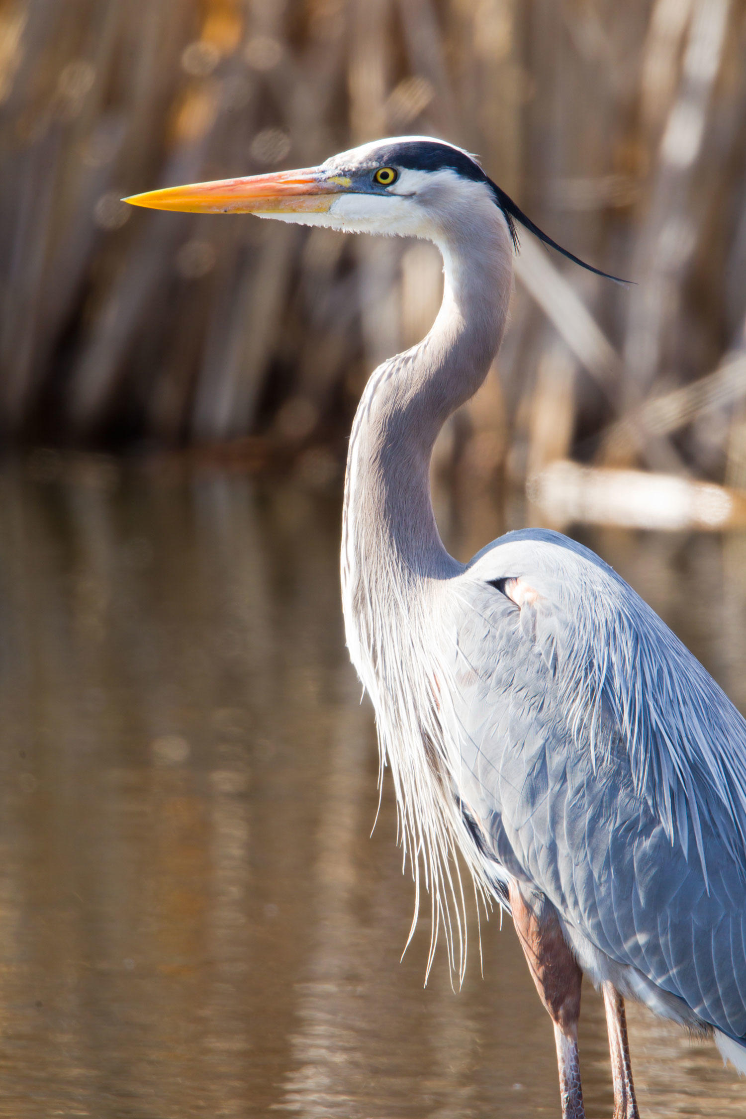 Great Blue Heron Audubon Texas