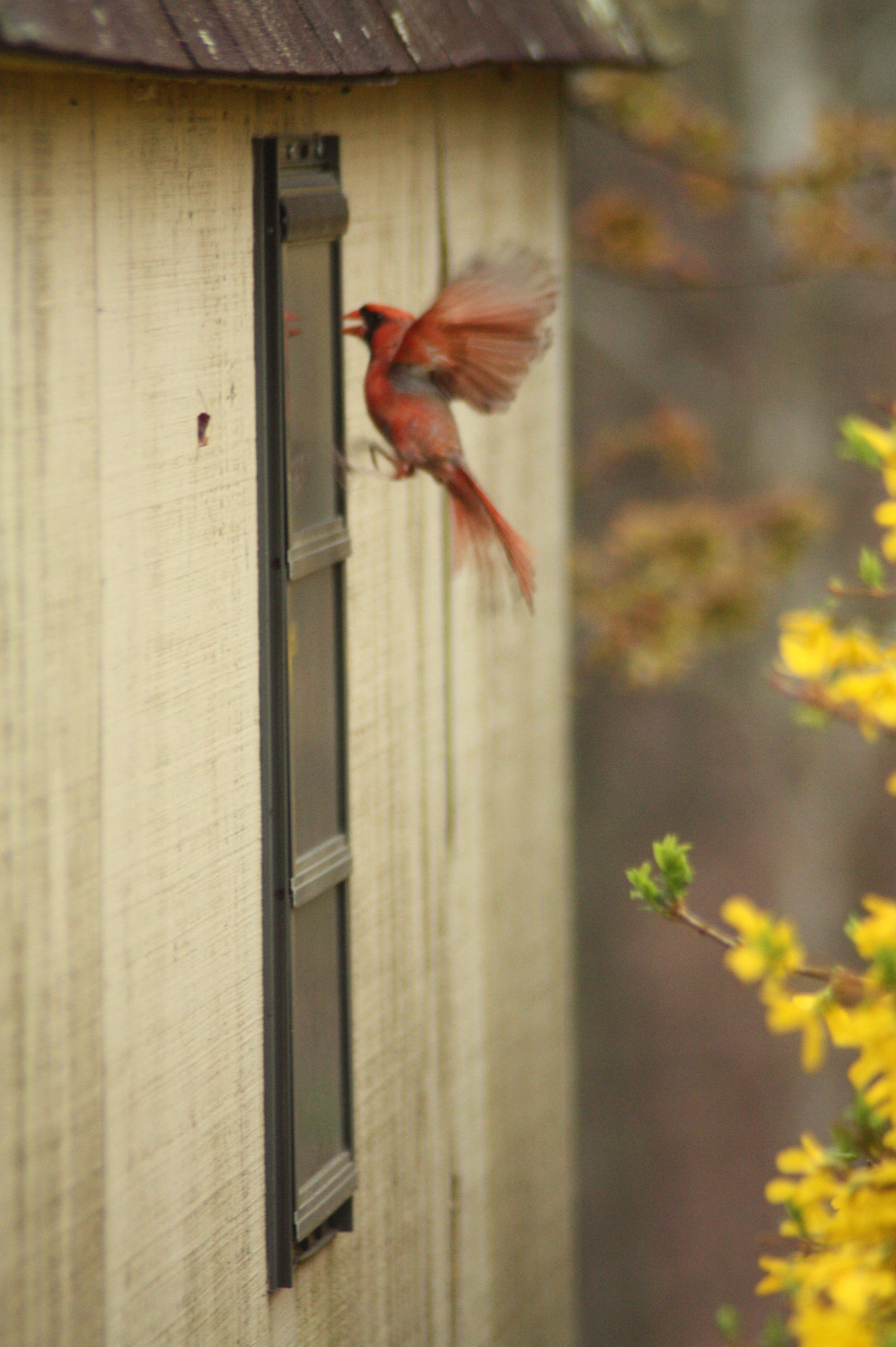 injured sick or orphaned birds wildlife audubon texas injured sick or orphaned birds wildlife audubon texas