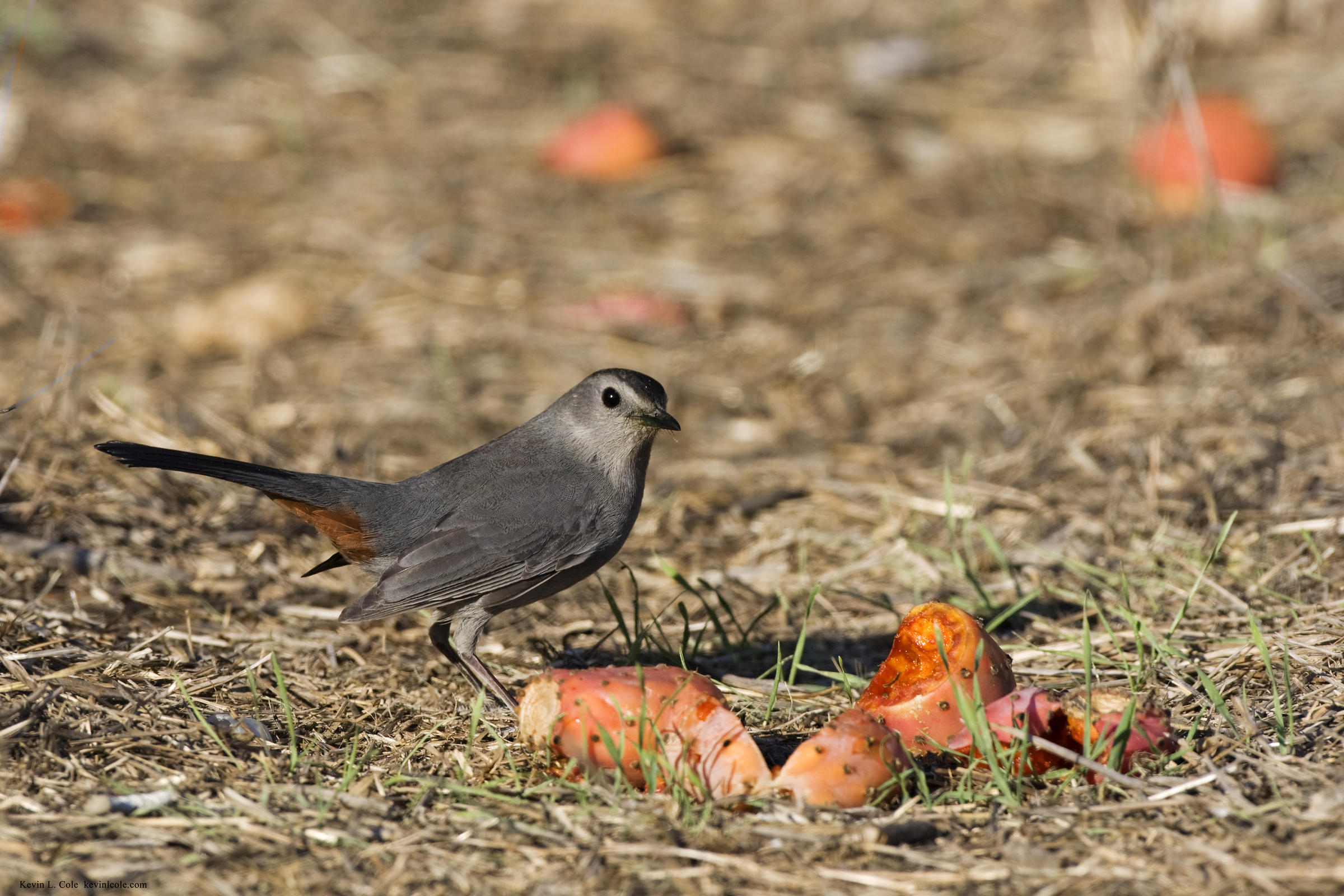 plants for birds audubon texas plants for birds audubon texas