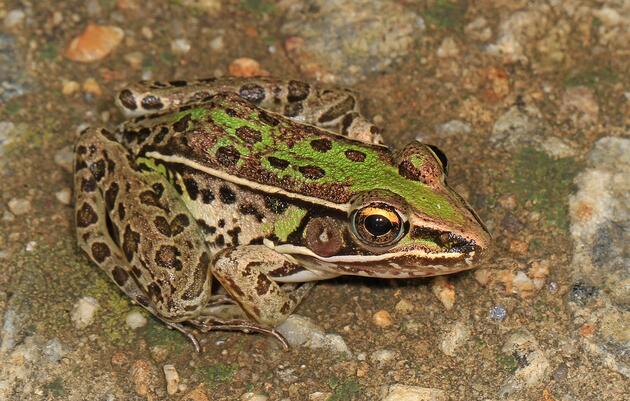 Frog Watch Listening Party