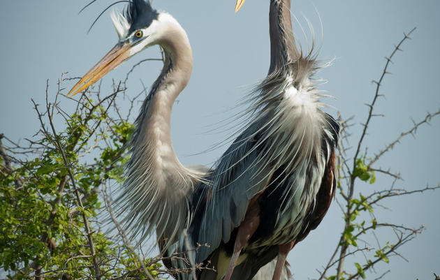 Galveston Oil Spill Response