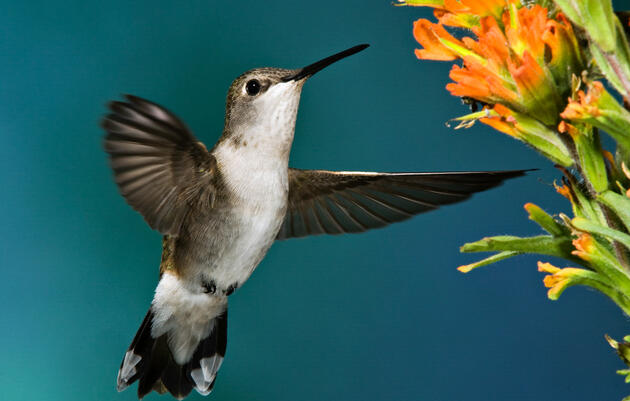 Female Bird Day Celebration Bird Walk