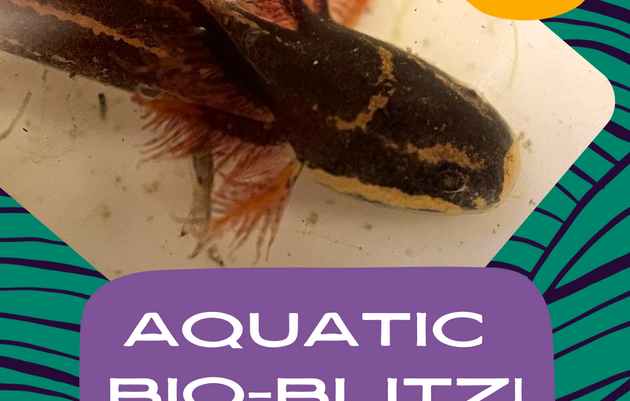 Aquatic Bio-Blitz!