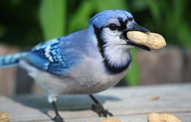 First Saturday Bird Walk