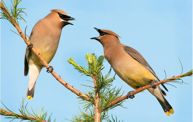 History of the Christmas Bird Count and Activity