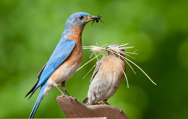 First Saturday Bird Bingo