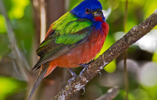 Pride Month Birding by Ear Guided Walk