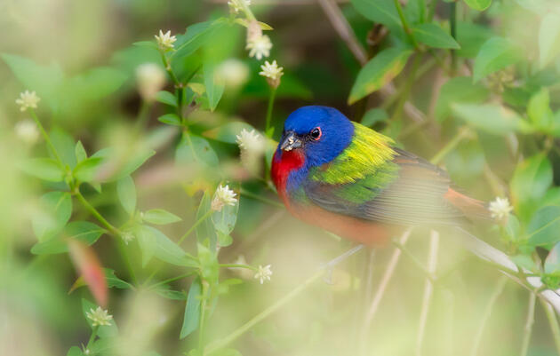 Sunday Morning Bird Walk