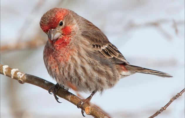 Great Backyard Bird Count Big Sit