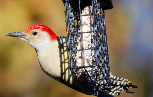 Bird Feeding 101