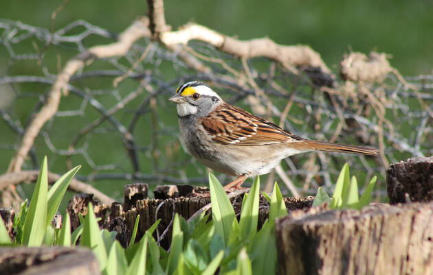 First Saturday Bird Walk