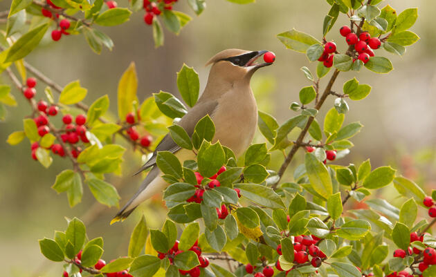 World Migratory Bird Day Fall Migration Bird Walk