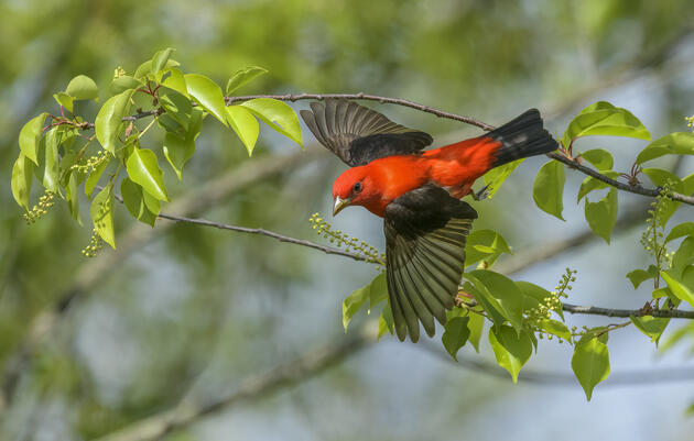 Coffee and Conservation: Tasting and Tanager Talk