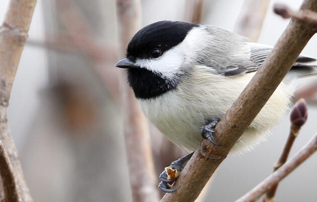Last of Summer Indoor Birding