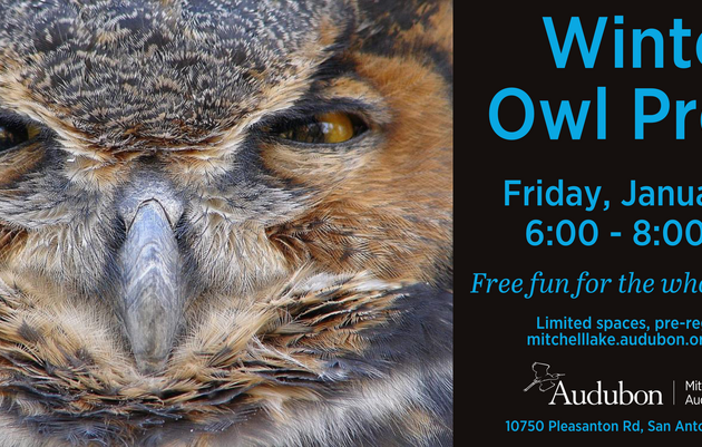 Family Winter Owl Prowl