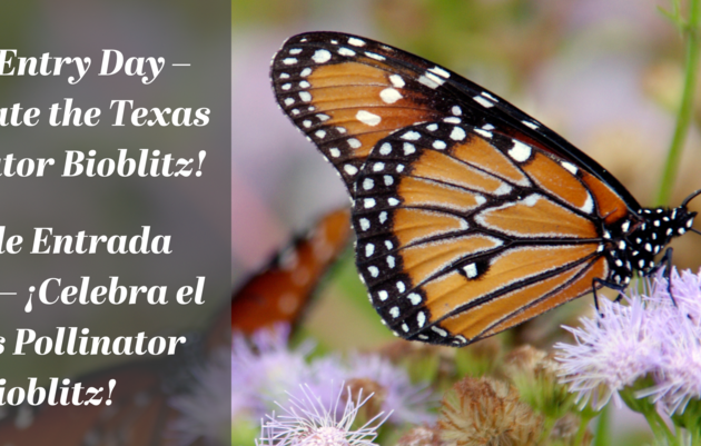 FREE Entry Day – Celebrate the Texas Pollinator Bioblitz! | Día de Entrada Gratis – ¡Celebra el Texas Pollinator Bioblitz!