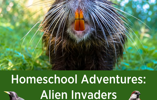 Homeschool Adventures: Alien Invaders