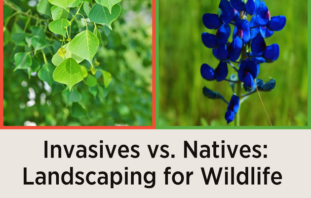 Invasives vs. Natives: Landscaping for Wildlife
