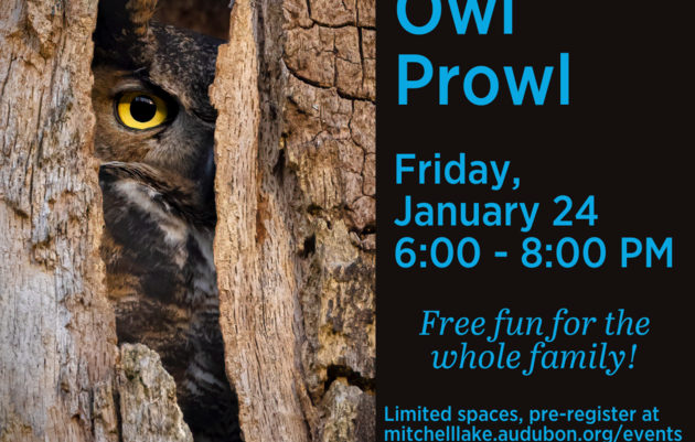 Family Winter Owl Prowl