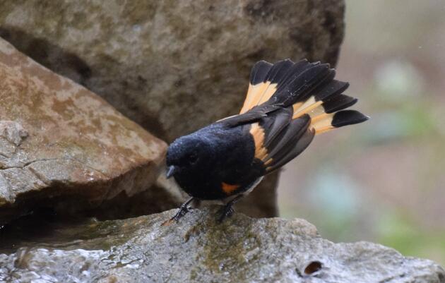 Plants for Backyard Birding
