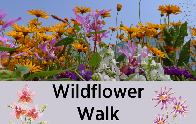 Wildflower Walk