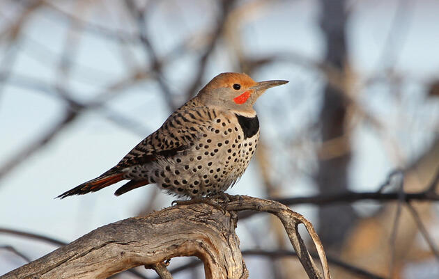 Trinity River Audubon Center - Year in Review