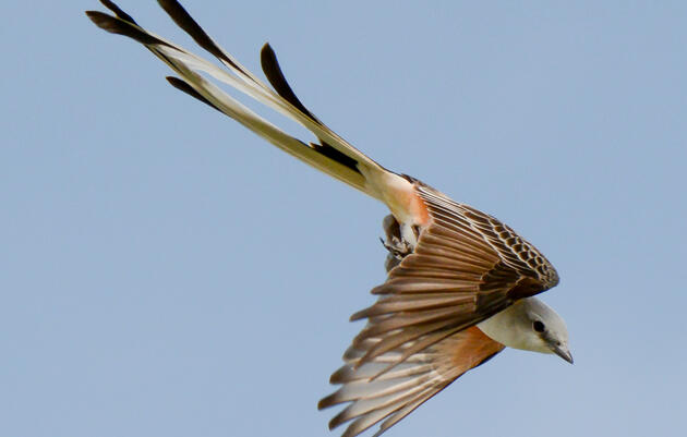 Mitchell Lake Audubon Center - Year in Review