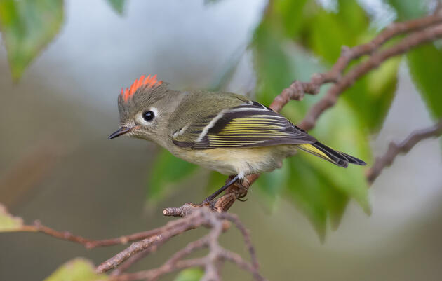 Dogwood Canyon Audubon Center - Year in Review
