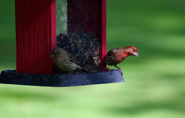 Avian Flu in Texas