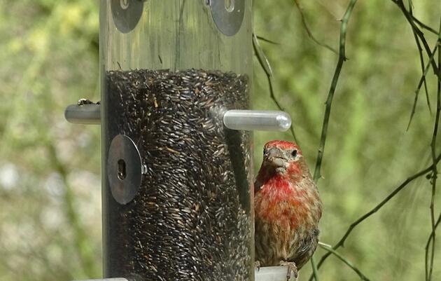 Intro to Bird Feeding