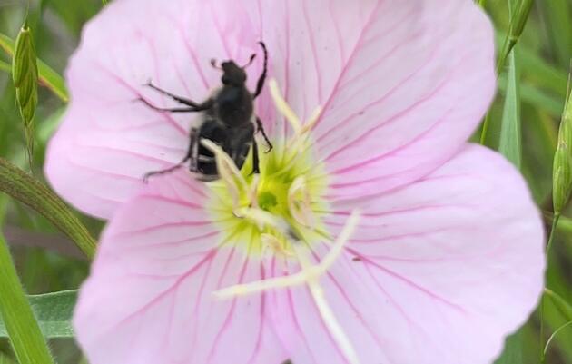 Invertebrate Walk