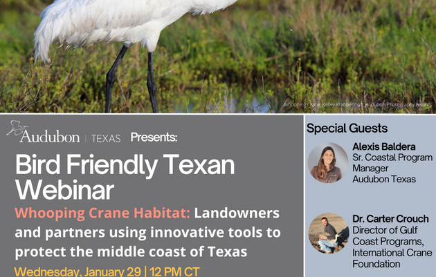 Bird Friendly Texan Webinar -  Whooping Crane Habitat: Using Innovative Tools to Protect the Middle Coast of Texas