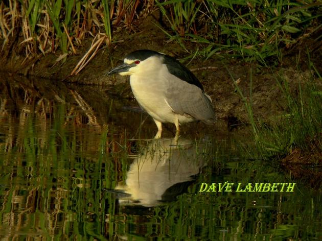 Black-crowned Night Heron