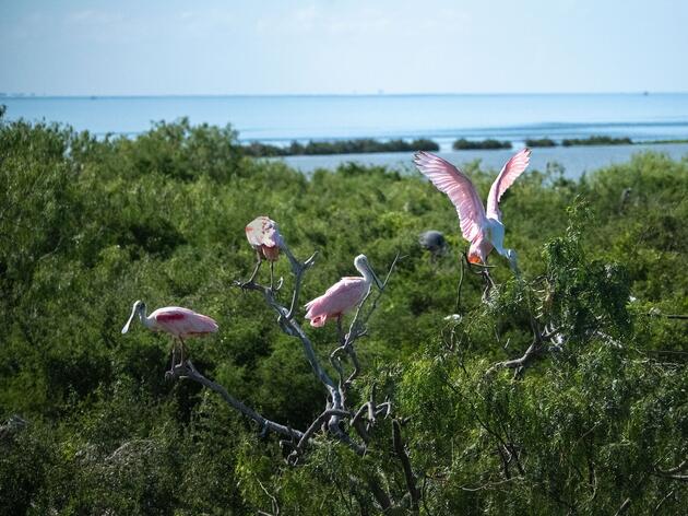 Celebrate Audubon Texas’s Centennial with a Virtual Tour of the Coast