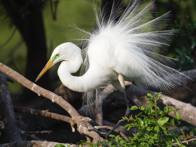 Great Egret