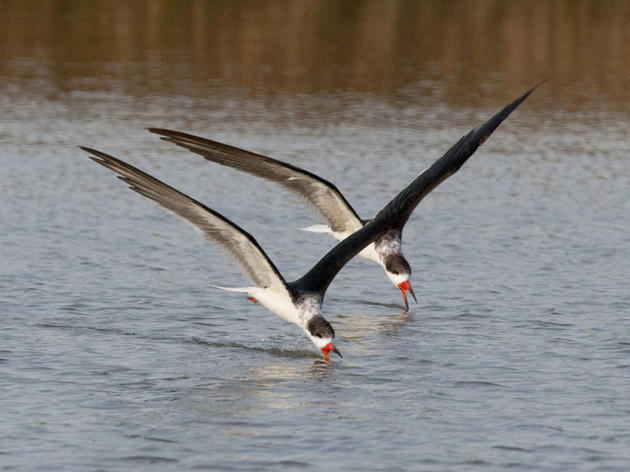 Black Skimmer