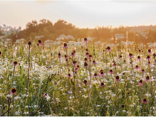 Prairie & Grassland Conservation 