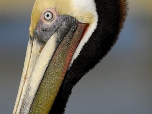 Brown Pelican
