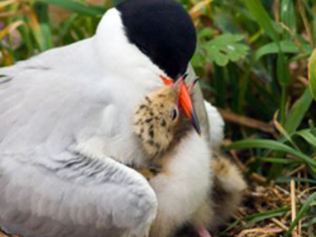 Common Tern