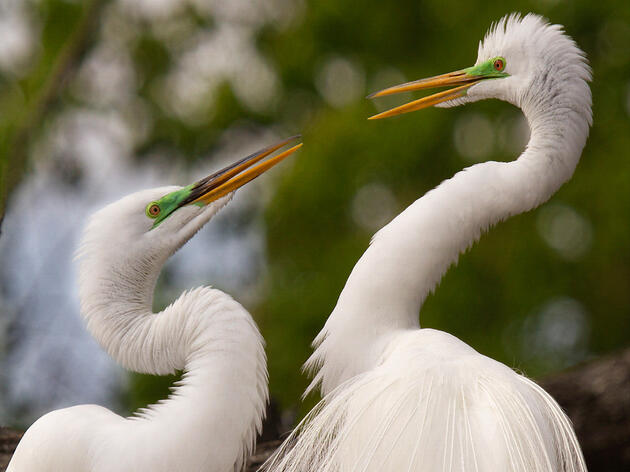 89th Texas Legislative Session: Protecting Texas Birds and Habitats Through Smart Policy   