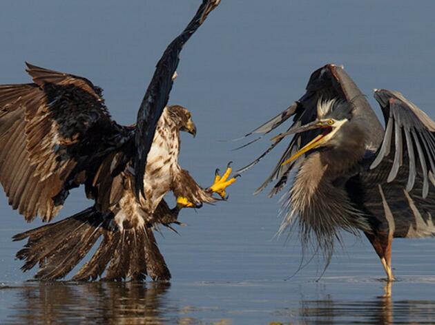 Be a Voice for the Birds! 