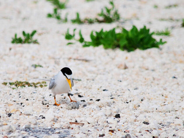 Beach-nesting Birds and the Impacts from Hurricane Beryl  