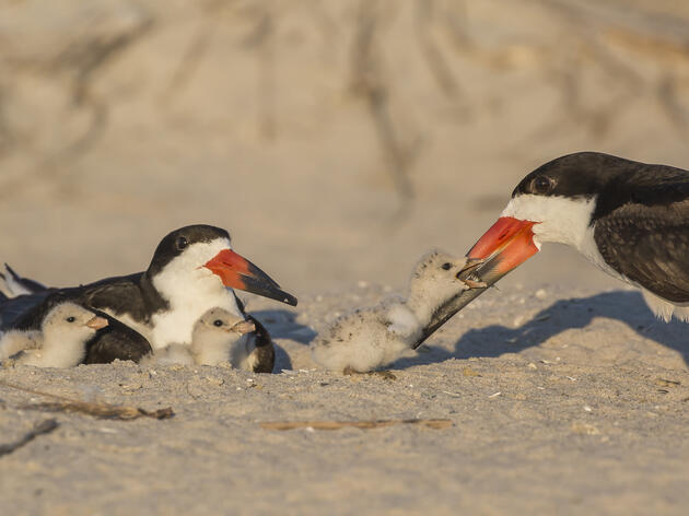 Calling All Texans to Share the Shore with Nesting Birds