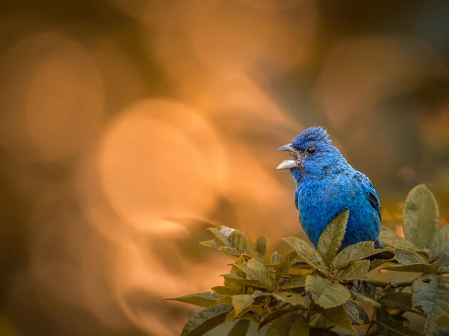 Speaking Up for Birds: How Texans Can Say Yes to Bird Friendly Design  