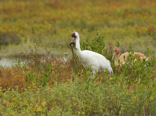 Whooping Crane Habitat Identification Tool Rallies Conservation Partners 