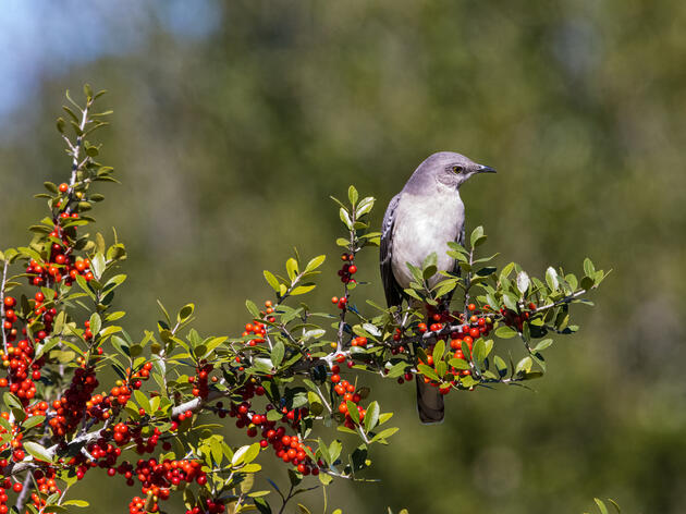 Expanding Impact After Dark: Technology, Community Science, and Conservation. 