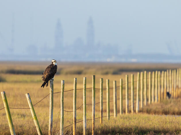 Saving Habitat Across a Changing Landscape. 