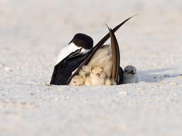 Share the Shore to Protect Sensitive Nesting Birds this Memorial Day Weekend