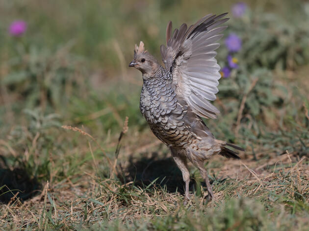 Herds for Birds – Creating Pathways to Engage. 
