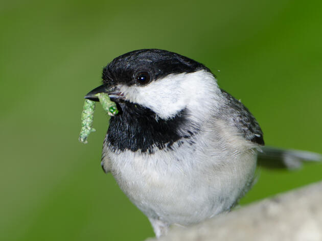 Sawdust to Sparrows: How a Youth-Led Project Became a Community Movement 